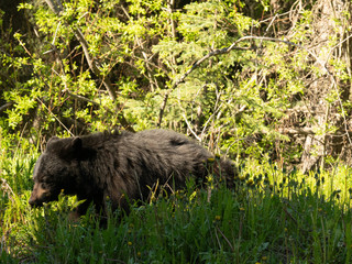 Cassiar Bear
