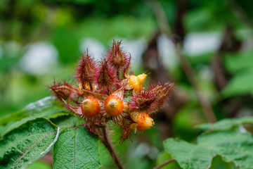 Wild Berries Growing Along a Trail