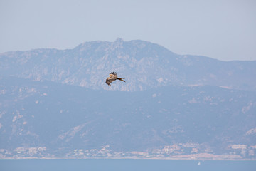 Rapace en vol en Corse du Sud