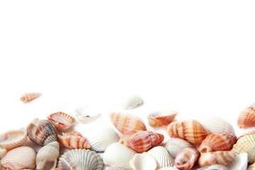 Beautiful small sea shells isolated on white background with copy space. Vacation concept.