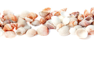 Fototapeta na wymiar Beautiful sea shells isolated on white background with copy space. Vacation concept