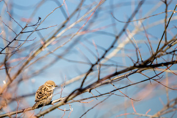 small bird in tree branch early spring clear blue sky © Kathleen
