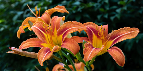 Orange Iris 1