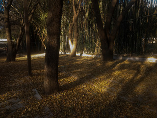 Nature