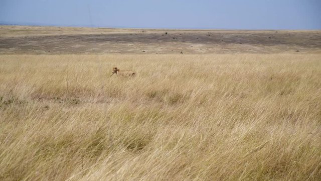 Wild Lion Carrying Animal Leg