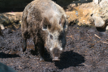 View of wild hog pig walking through mud outside during warm day time. Zoo visit attraction for tourists and families