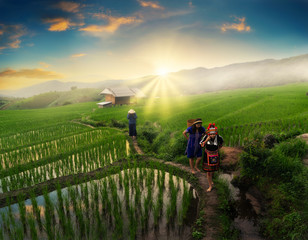 Obraz premium The hill tribe women in the landscape, mountains and fields have green trees at sunrise.