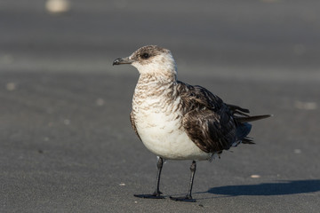 Arctic Skua in Australasia