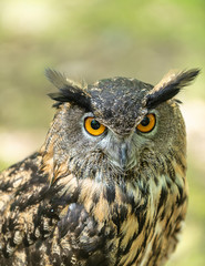 great horn owl