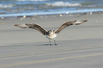 Arctic Skua in Australasia