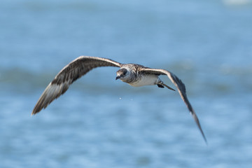 Arctic Skua in Australasia