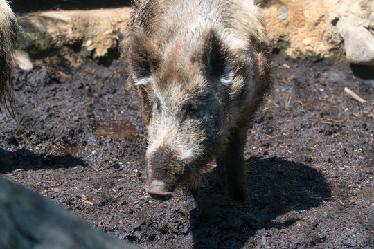 View of wild hog pig walking through mud outside during warm day time. Zoo visit attraction for tourists and families