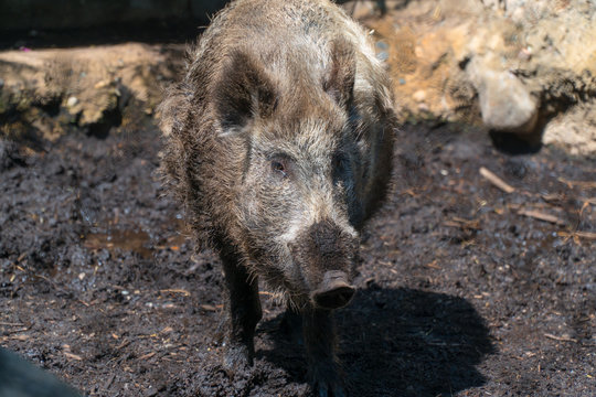 View of wild hog pig walking through mud outside during warm day time. Zoo visit attraction for tourists and families