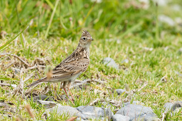 Skylark in Australasia