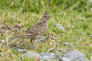 Fototapeta premium Skylark in Australasia