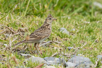 Skylark in Australasia