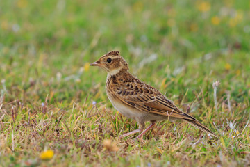 Skylark in Australasia