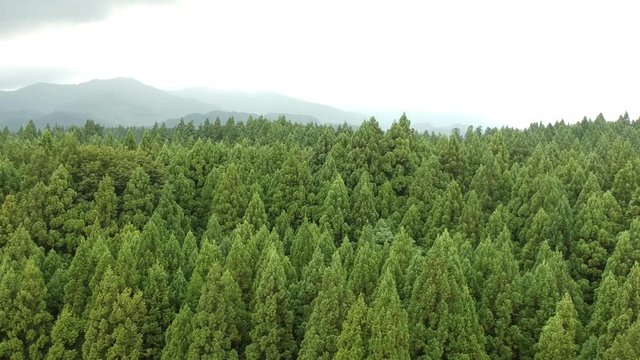 空撮　日本の広大な森林　自然風景　秋田県　山林
