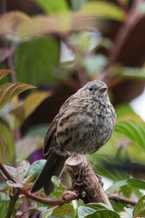 Dunnock Hedge Sparrow