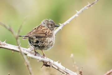 Dunnock Hedge Sparrow