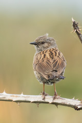 Dunnock Hedge Sparrow