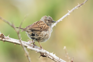 Dunnock Hedge Sparrow