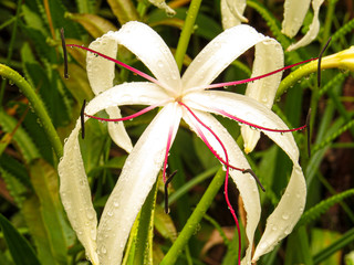 open flower