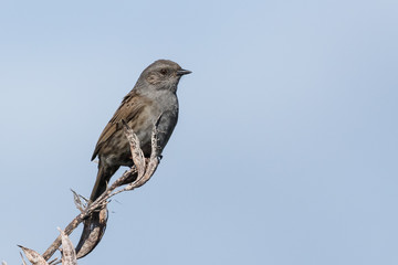 Dunnock Hedge Sparrow