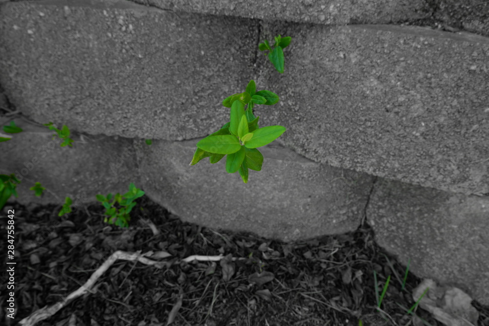 Wall mural green nature