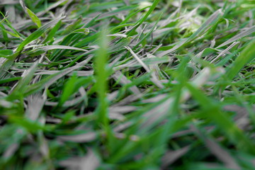 Green nature