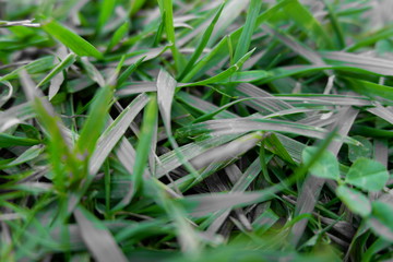 Green nature