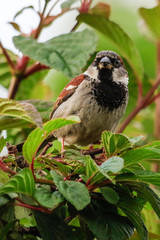 House Sparrow in Australasia