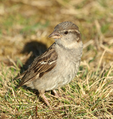 House Sparrow in Australasia