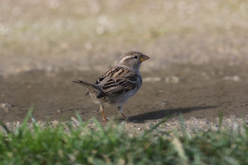 Fototapeta premium House Sparrow in Australasia