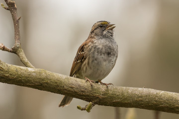 Obraz premium White Throated Sparrow in USA