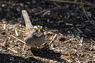 White Throated Sparrow in USA
