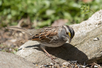White Throated Sparrow in USA