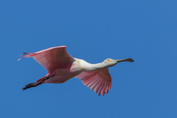 Fototapeta premium Roseate Spoonbill in Texas USA
