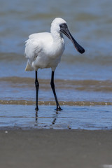 Royal Spoonbill in Australasia