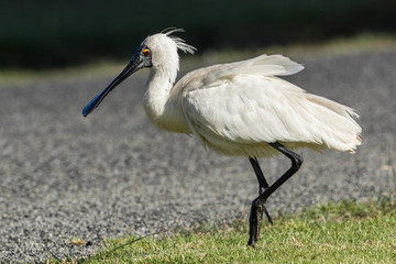 Royal Spoonbill in Australasia
