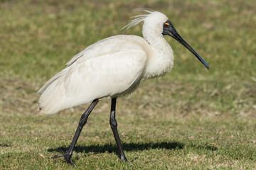 Royal Spoonbill in Australasia