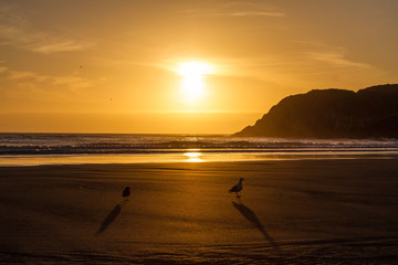 silhouette of birds on beach