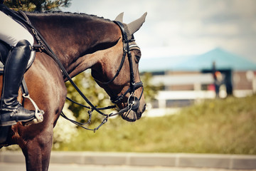 Equestrian sport. Portrait sports brown stallion in the double bridle. The leg of the rider in the...