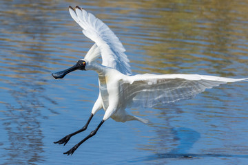 Royal Spoonbill in Australasia