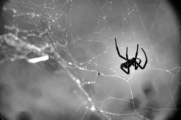 Black Widow Spider caught in own web with gray background