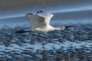 Royal Spoonbill in Australasia