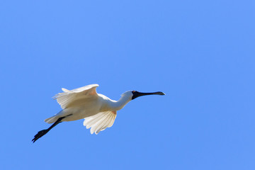 Obraz premium Royal Spoonbill in Australasia