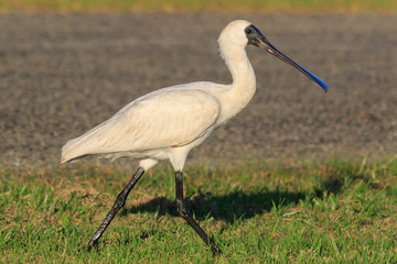 Fototapeta premium Royal Spoonbill in Australasia