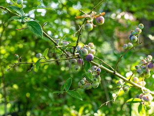Blueberry bush