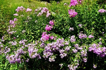 マイナウ島の花
